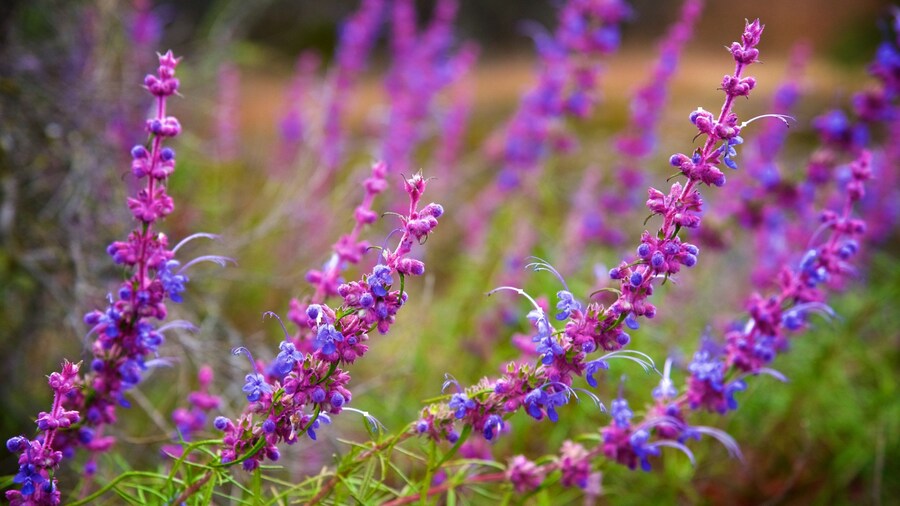 Pinnacles National Park showing wildflowers