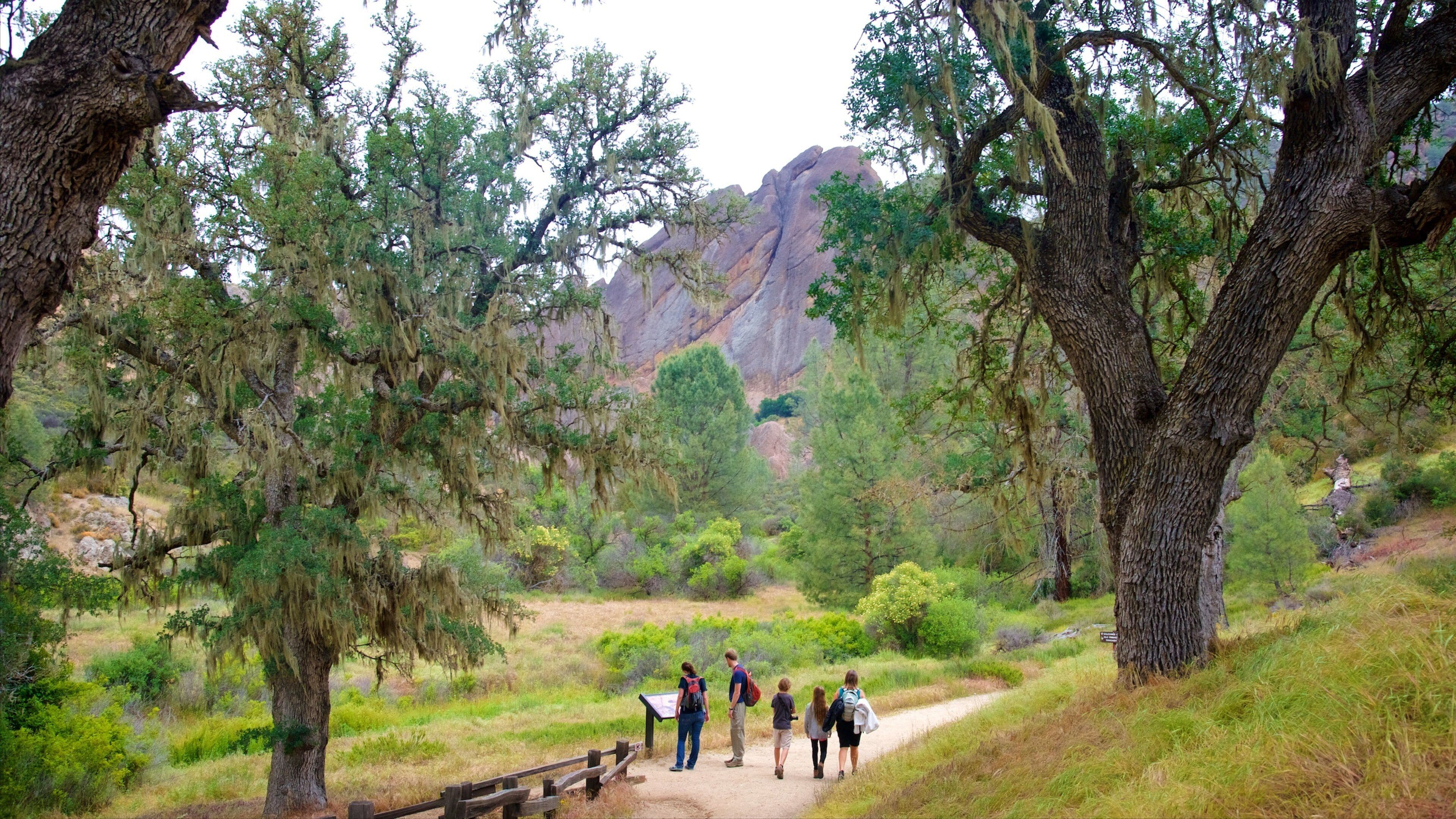 A group of hikers on a trail surrounded by large trees and a rocky mountain in the background.