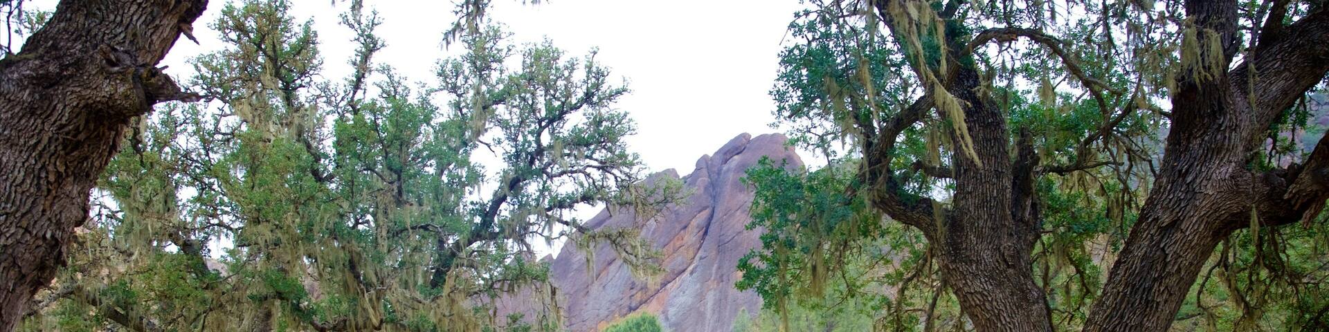 A group of hikers on a trail surrounded by large trees and a rocky mountain in the background.