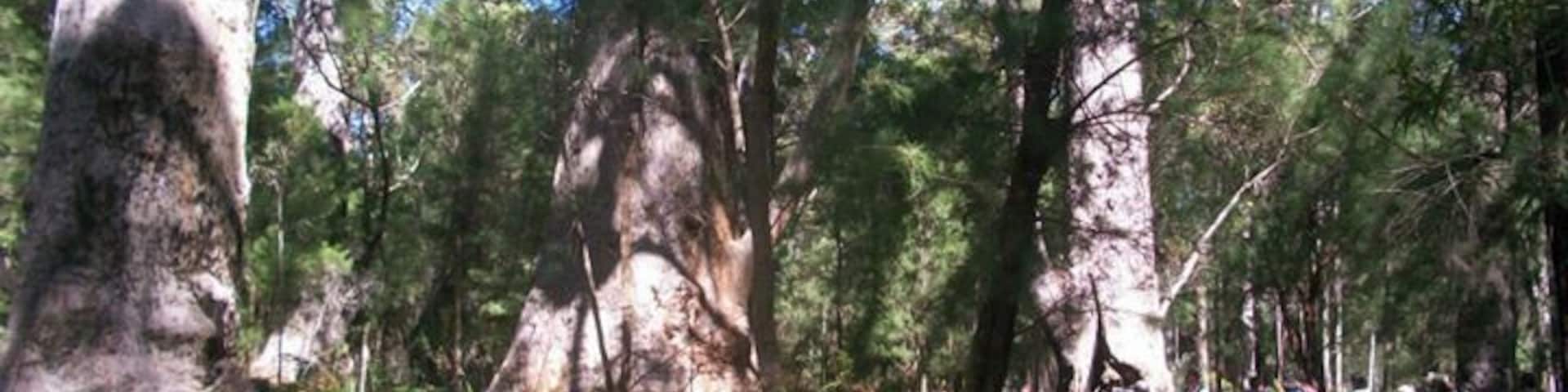 Giant tingle trees