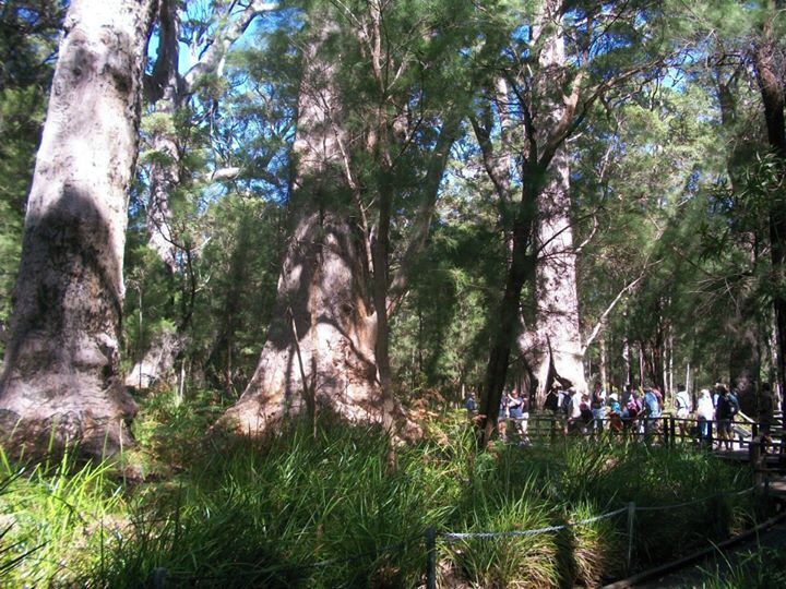 A forest with tall trees and a group of people on a bridge.