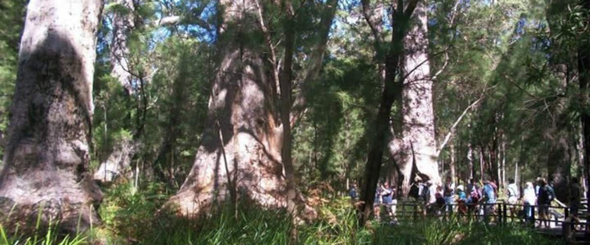 A forest with tall trees and a group of people on a bridge.