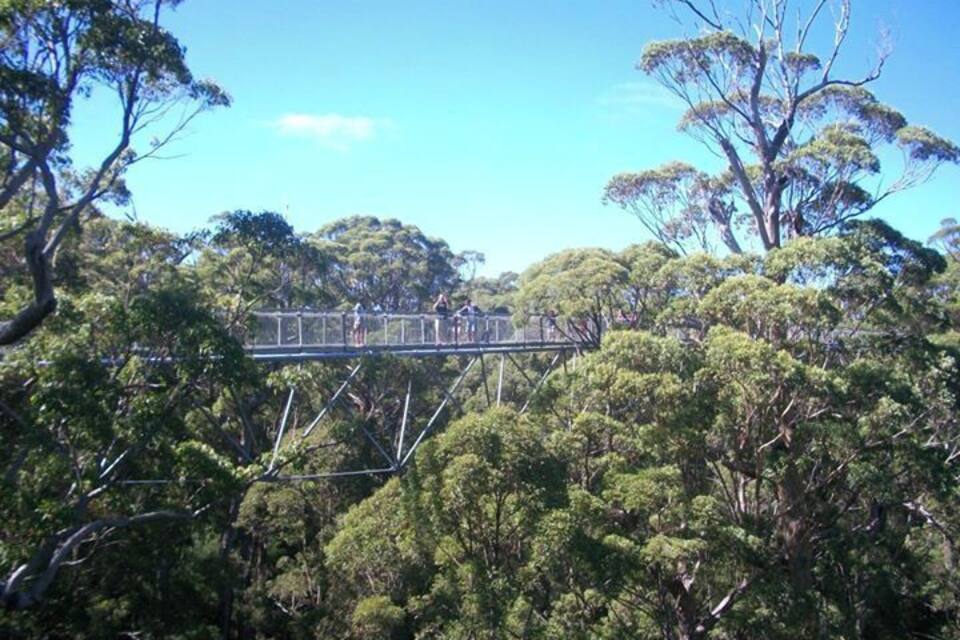A suspension bridge in a forested area with dense trees and a clear sky.
