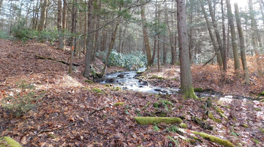 A quiet stream which feeds Wycoff Run in the Quehanna Wilds of Pennsylvania.