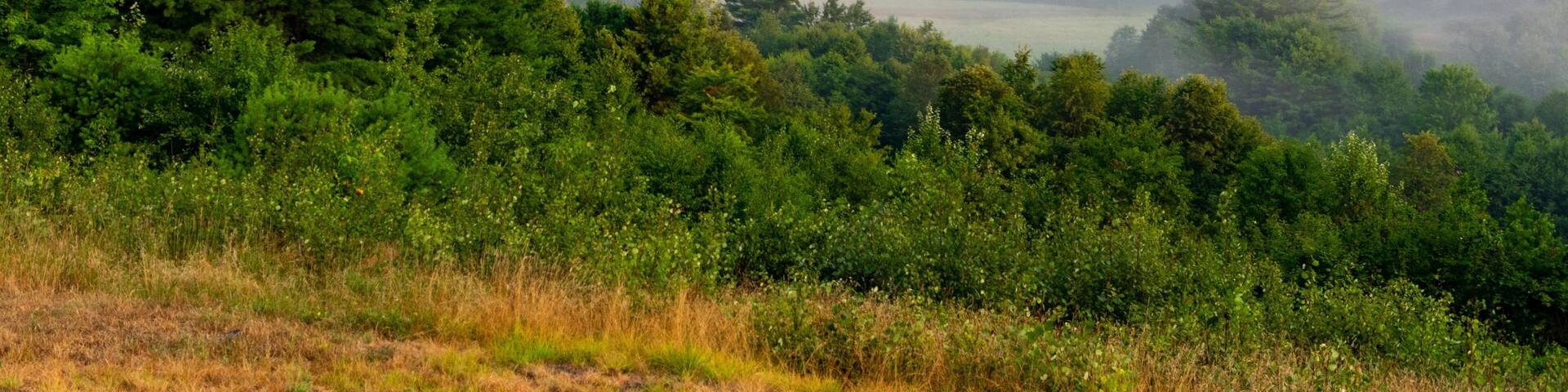 Morning fog in the countryside in Benezette Pennsylvania