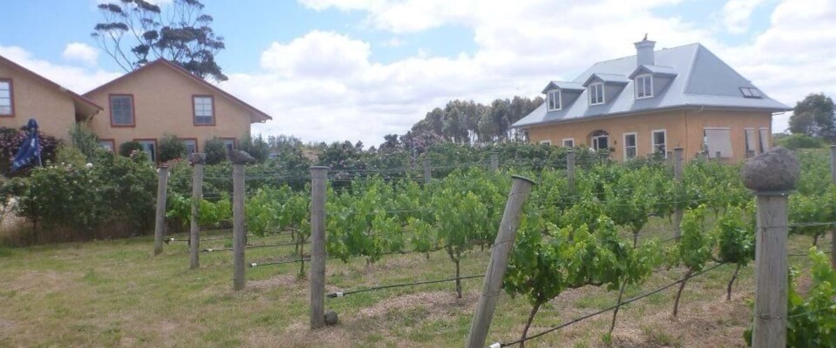 A vineyard with rows of grapevines supported by wooden stakes, a house in the background, and a clear sky.