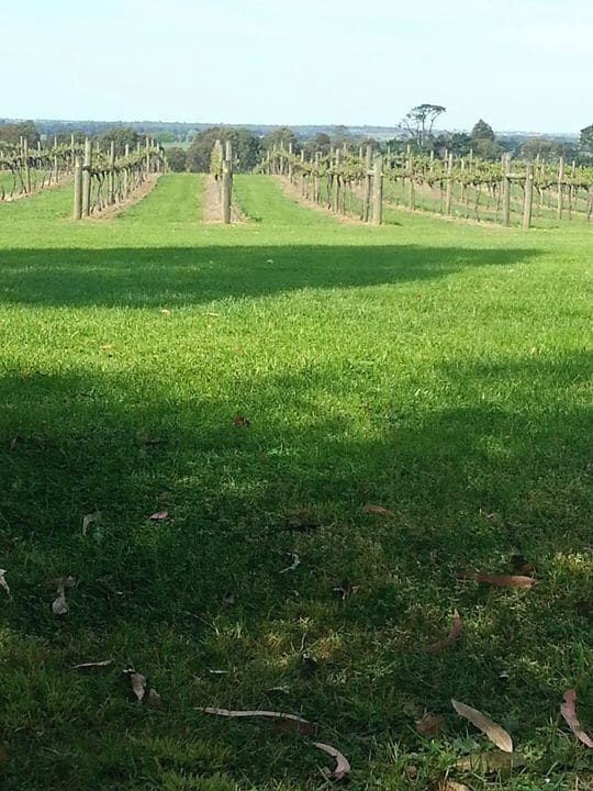 Avon Ridge Winery Vineyard near my home town Maffra Australia

#wine, #Vineyard, #AvonRidge, #Maffra, #Australia

www.wyldfamilytravel.com