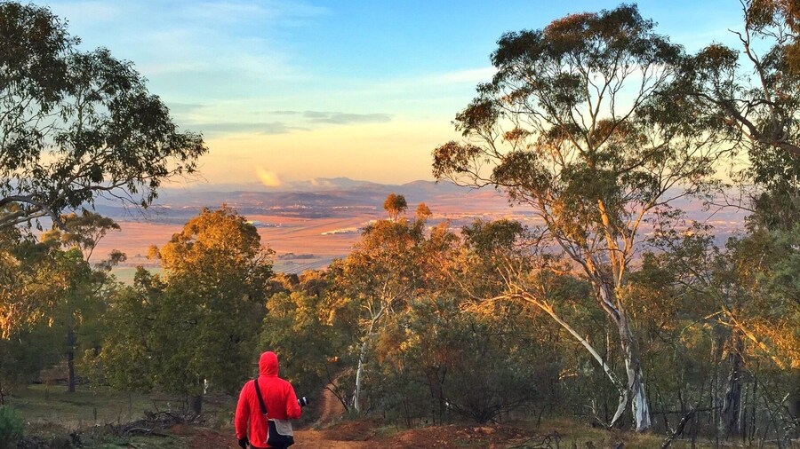 If you head up to Mt Majura from the Hacket gate it will take approximately 45 minutes at a slow pace to reach the summit. And if you time it right, you can get up there just before the sun rises...
#goldenhour
