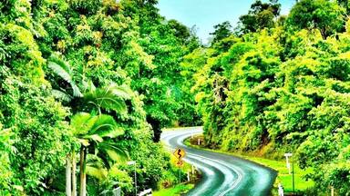 A winding road through a lush green forest with a speed limit sign of 40.