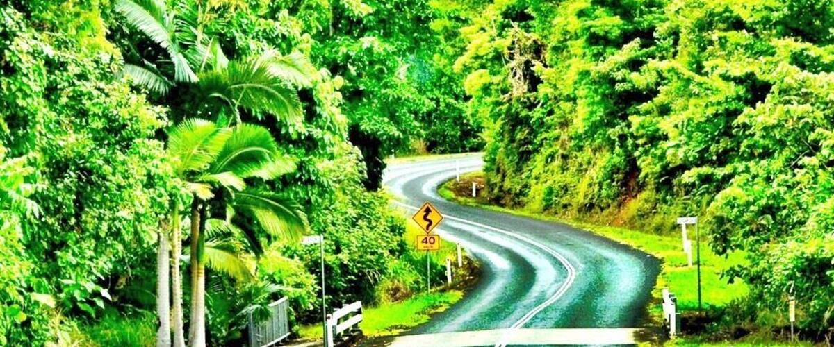 A winding road through a lush green forest with a speed limit sign of 40.