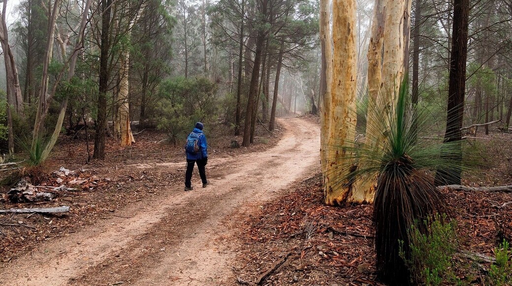This area is worth exploring. A packed lunch, plenty of water and an easy fire trail walk to complete.