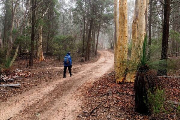 A forest trail with a person walking away from the camera.