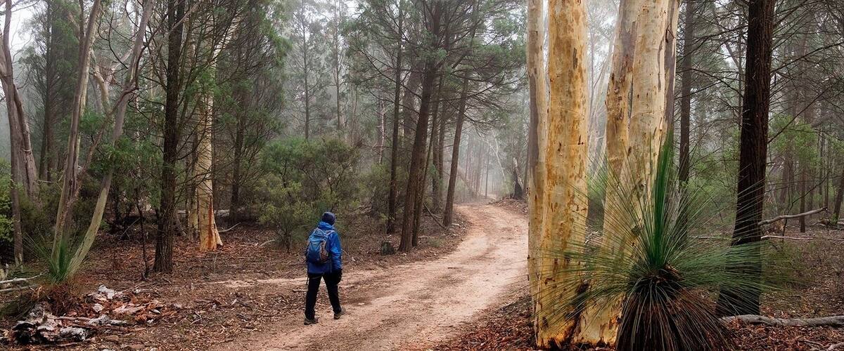 A forest trail with a person walking away from the camera.