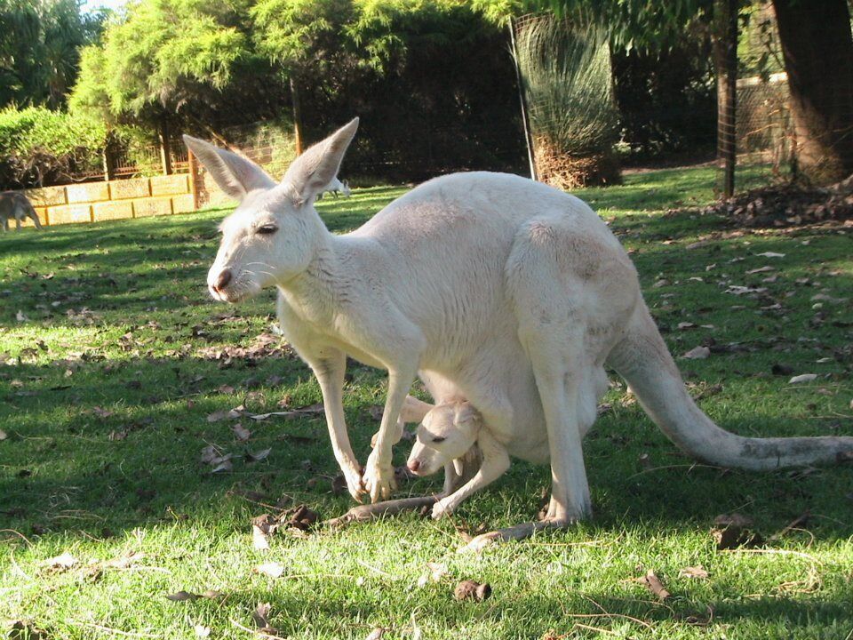 The kangaroo is a marsupial from the family Macropodidae (macropods, meaning 'large foot'). In common use the term is used to describe the largest species from this family, especially those of the genus Macropus, red kangaroo, antilopine kangaroo, eastern grey kangaroo and western grey kangaroo. Kangaroos are endemic to Australia