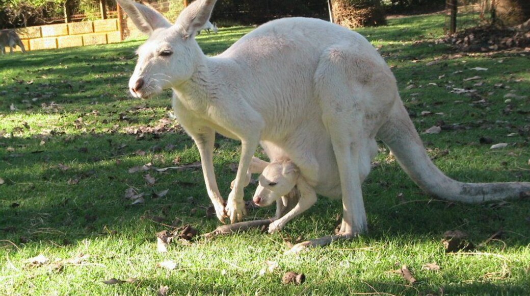The kangaroo is a marsupial from the family Macropodidae (macropods, meaning 'large foot'). In common use the term is used to describe the largest species from this family, especially those of the genus Macropus, red kangaroo, antilopine kangaroo, eastern grey kangaroo and western grey kangaroo. Kangaroos are endemic to Australia