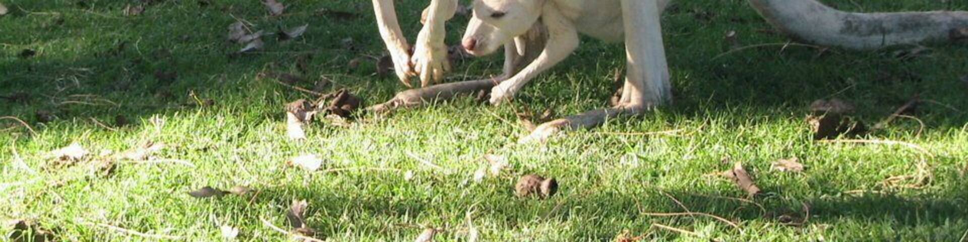 The kangaroo is a marsupial from the family Macropodidae (macropods, meaning 'large foot'). In common use the term is used to describe the largest species from this family, especially those of the genus Macropus, red kangaroo, antilopine kangaroo, eastern grey kangaroo and western grey kangaroo. Kangaroos are endemic to Australia