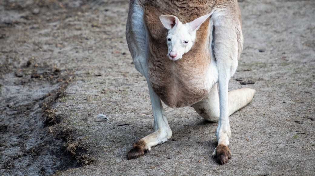 Caversham wildlife park features tame kangaroos and wallabies which you can easily get up close to and even feed.