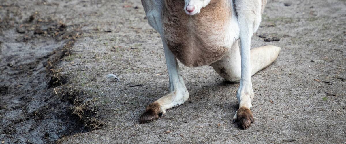 Caversham wildlife park features tame kangaroos and wallabies which you can easily get up close to and even feed.