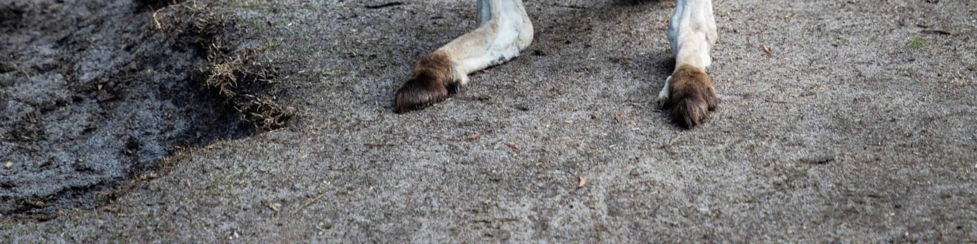 Caversham wildlife park features tame kangaroos and wallabies which you can easily get up close to and even feed.