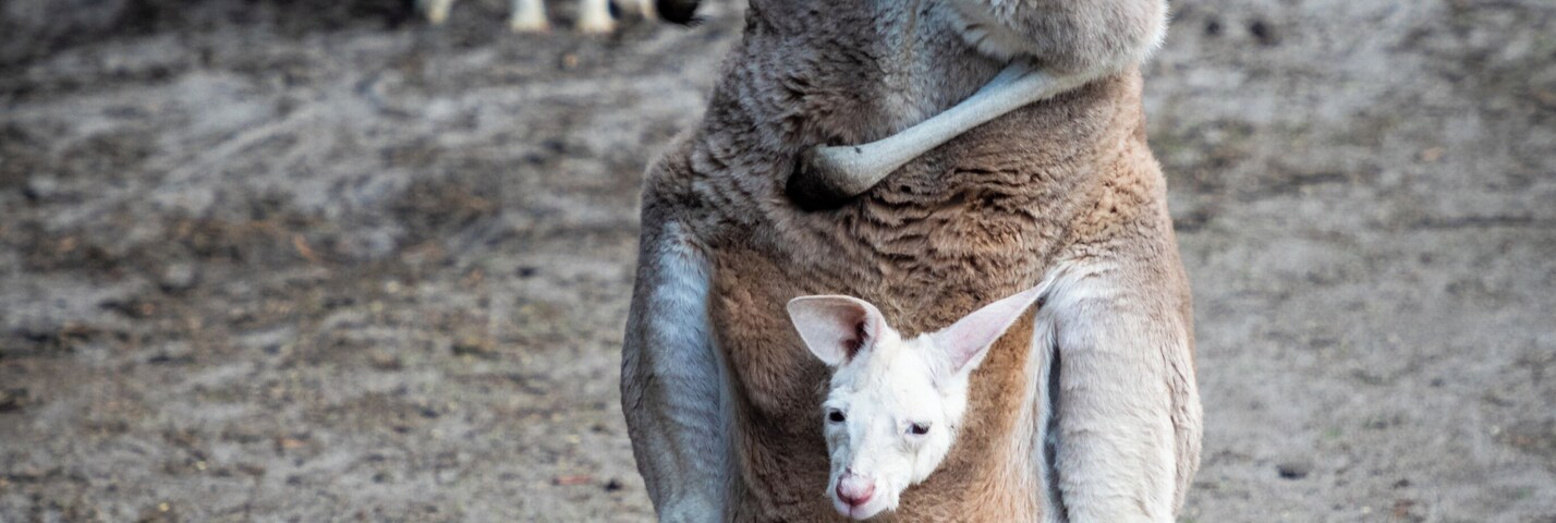 Caversham wildlife park features tame kangaroos and wallabies which you can easily get up close to and even feed.