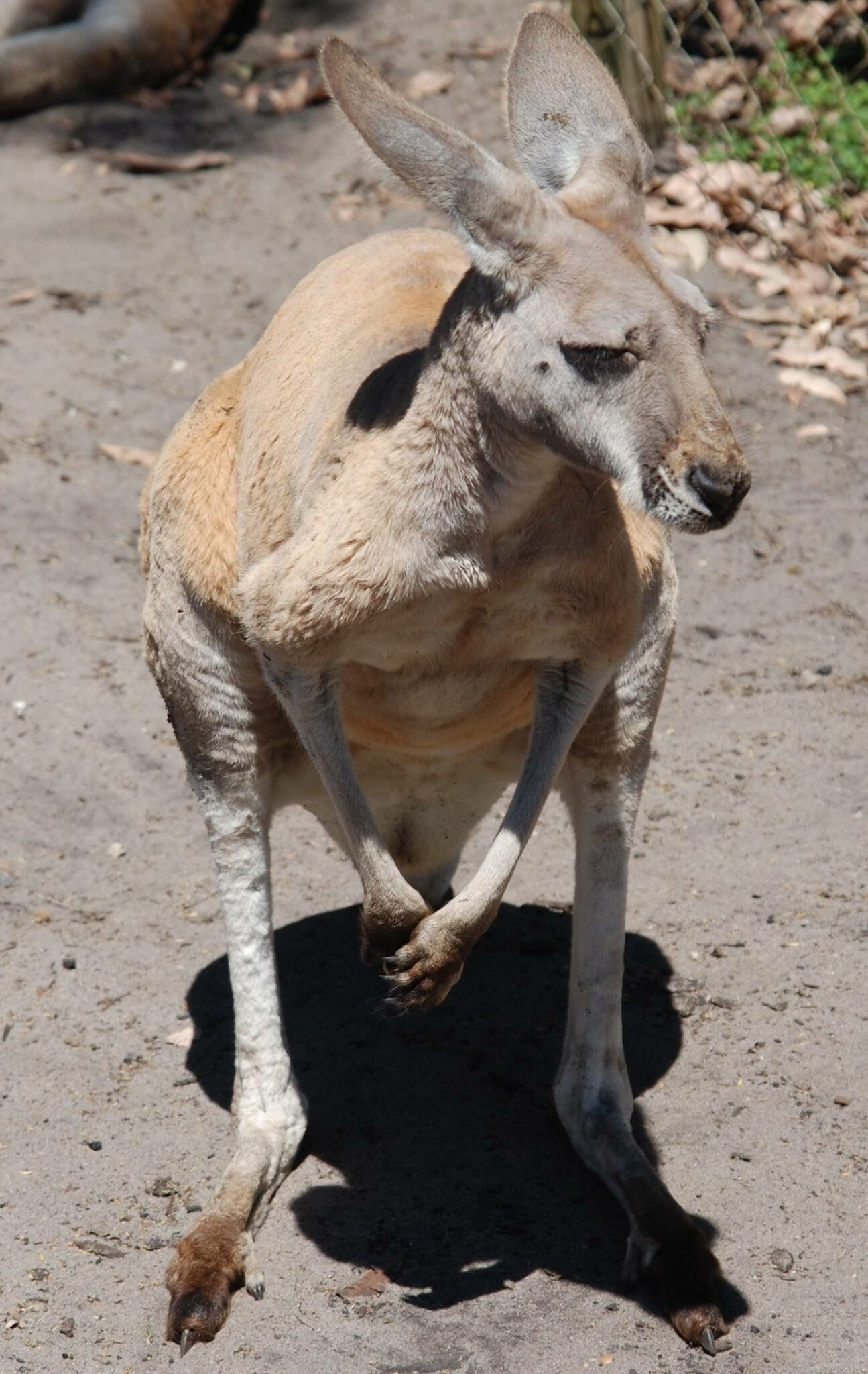 We visited Caversham and spotted some kangaroos in the wildlife park, there was even little joeys curled up in their pouches. We also encountered a Tasmanian devil, a Wombat, a few Parrots, some Koala's and many more fascinating, lovely animals! 🐨