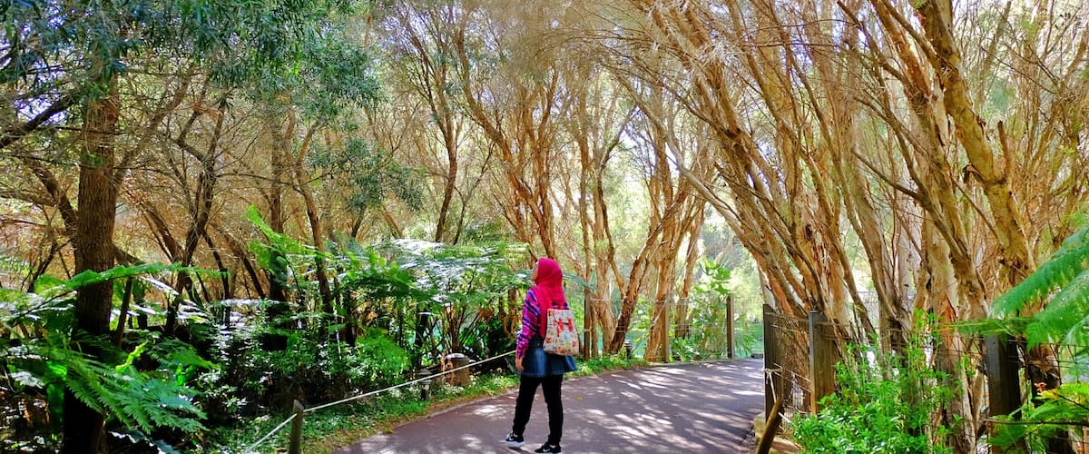 A woman walking on a paved path in a forested area with tall trees and ferns.