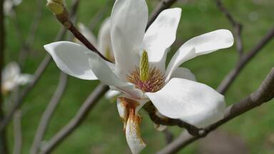 A white magnolia flower with a green bud on a branch.