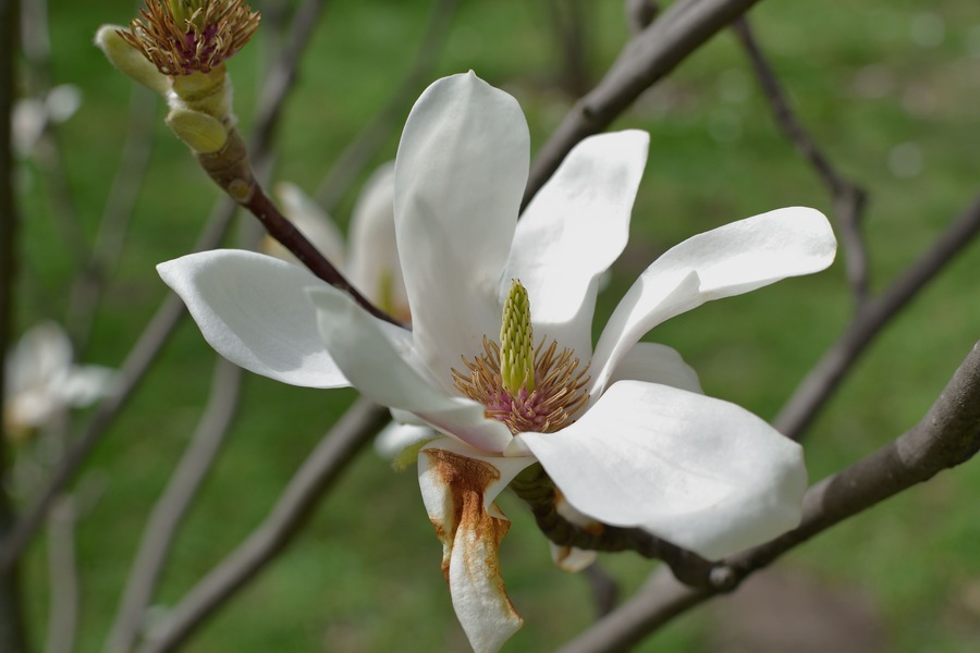 The first flower of a white magnolia on bare branches of a tree