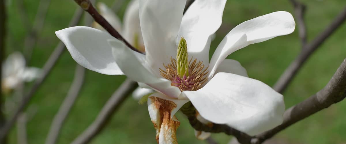 The first flower of a white magnolia on bare branches of a tree