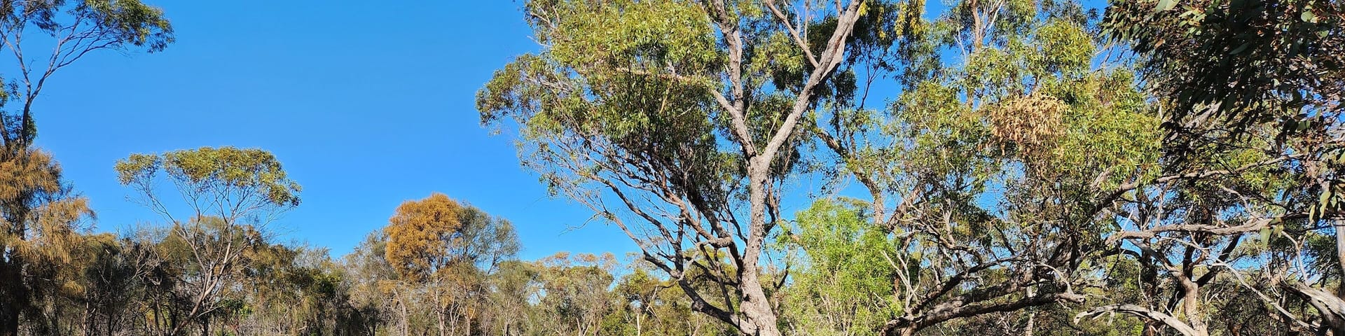 Monarto Woodlands near Murray Bridge in South Australia