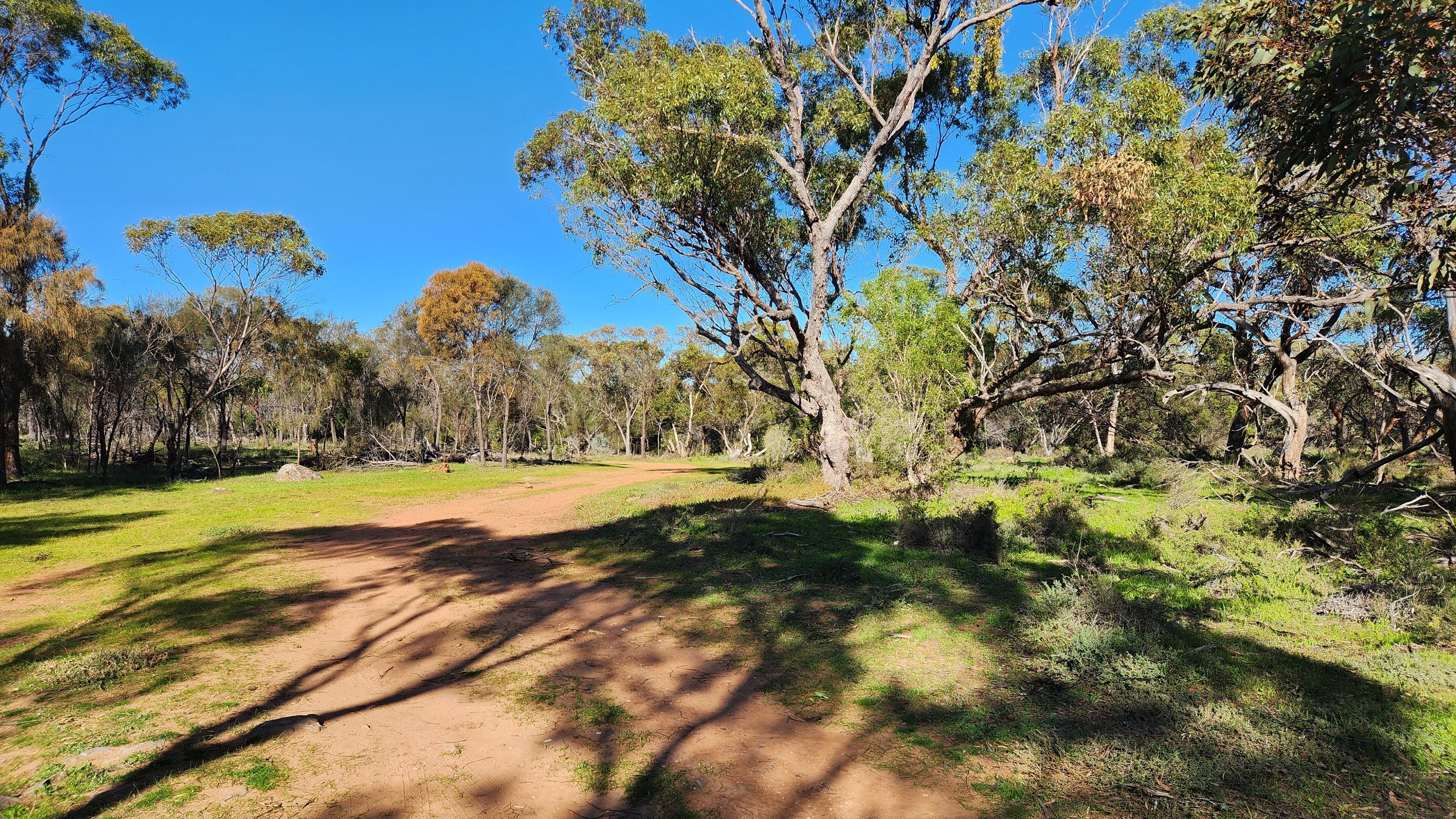 A dirt path through a grassy area with trees and a clear blue sky.