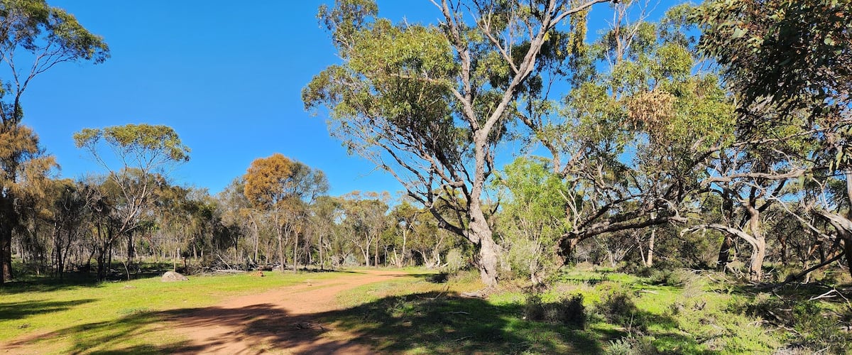 A dirt path through a grassy area with trees and a clear blue sky.