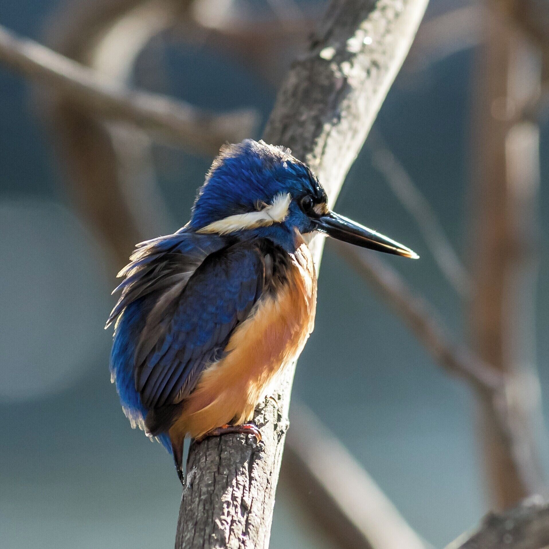 Kingfisher hunting beside the billabong. #BVSBlue