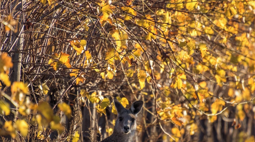 Kangaroos in the Vineyard. #golden
