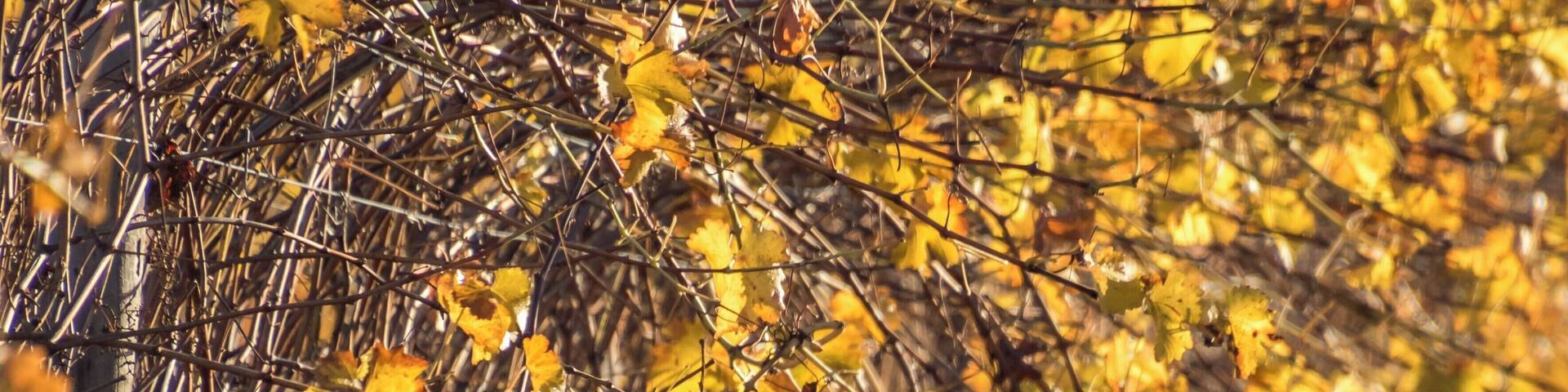 Kangaroos in the Vineyard. #golden