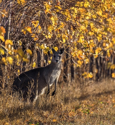 Kangaroos in the Vineyard. #golden