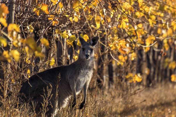 Kangaroos in the Vineyard. #golden