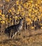 Kangaroos in the Vineyard. #golden