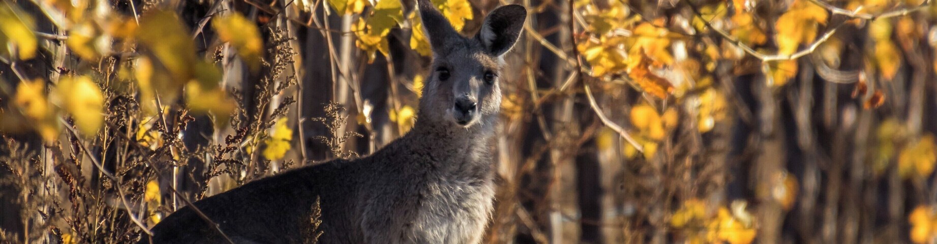 Kangaroos in the Vineyard. #golden