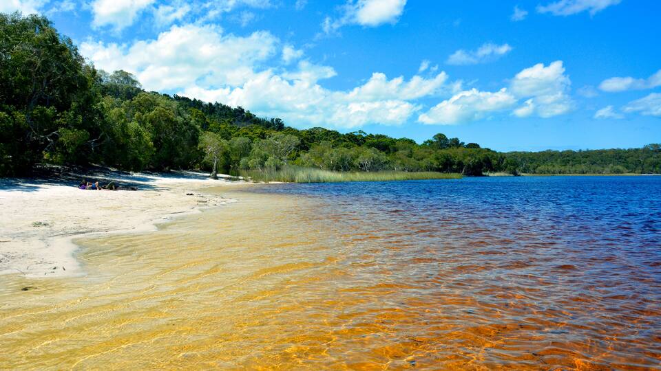 A beach with clear shallow waters, sandy shore, and dense green forest in the background.