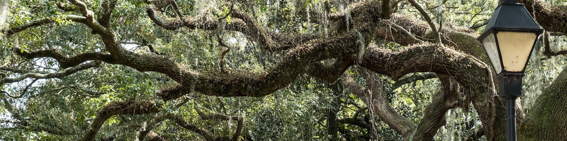 The famous live Southern Live Oaks covered in Spanish Moss growing in Savannah's historic squares. Savannah, Georgia