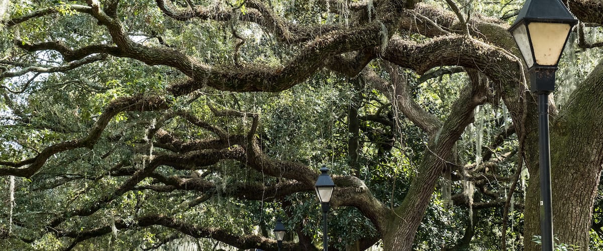 A large tree with sprawling branches and moss-covered bark, a street lamp, and another lamp post in a forested area.