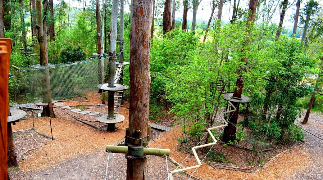 Tree Top Adventure Park is suitable for ages 3 up. There is something for everyone and will help you conquer some of those fears. It’s located just off the M1 at the Wyong Exit and as you drive through the gates you will be blown away by the beauty and a different perspective you will have when experiencing each course.
Please head over to my facebook blog '4 pairs of Itchy Feet' to read a little more about Tree Top Adventure Park on the Central Coast.