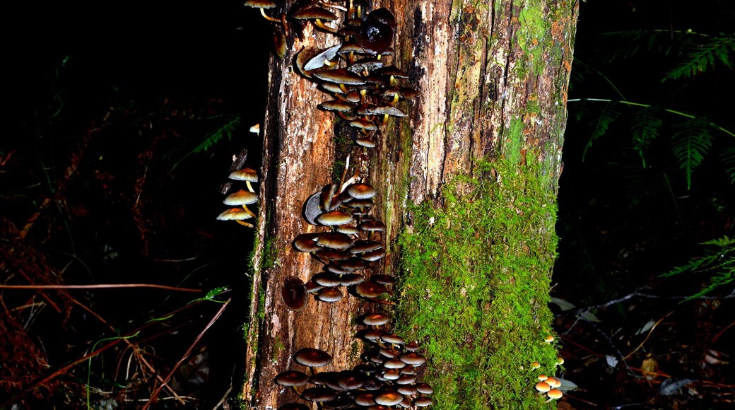 Set in amongst the local primary school a temperate Rainforest flourishes.
The ever changing nature shows an array of beauty in different forms.
Growing on the side of this exquisite tree are a collection of mushrooms in all different sizes and shapes.