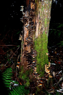 Set in amongst the local primary school a temperate Rainforest flourishes.
The ever changing nature shows an array of beauty in different forms.
Growing on the side of this exquisite tree are a collection of mushrooms in all different sizes and shapes.
