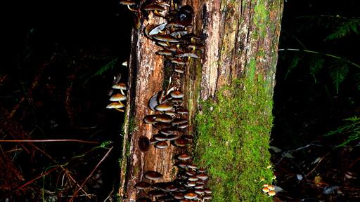 Set in amongst the local primary school a temperate Rainforest flourishes.
The ever changing nature shows an array of beauty in different forms.
Growing on the side of this exquisite tree are a collection of mushrooms in all different sizes and shapes.