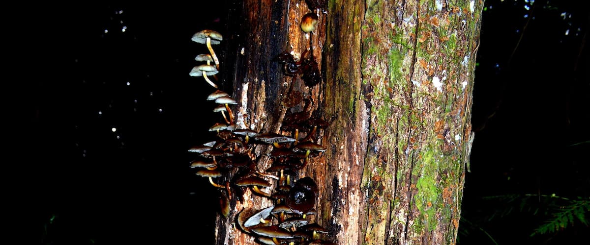 A tree trunk covered with various mushrooms and surrounded by ferns and fallen leaves.