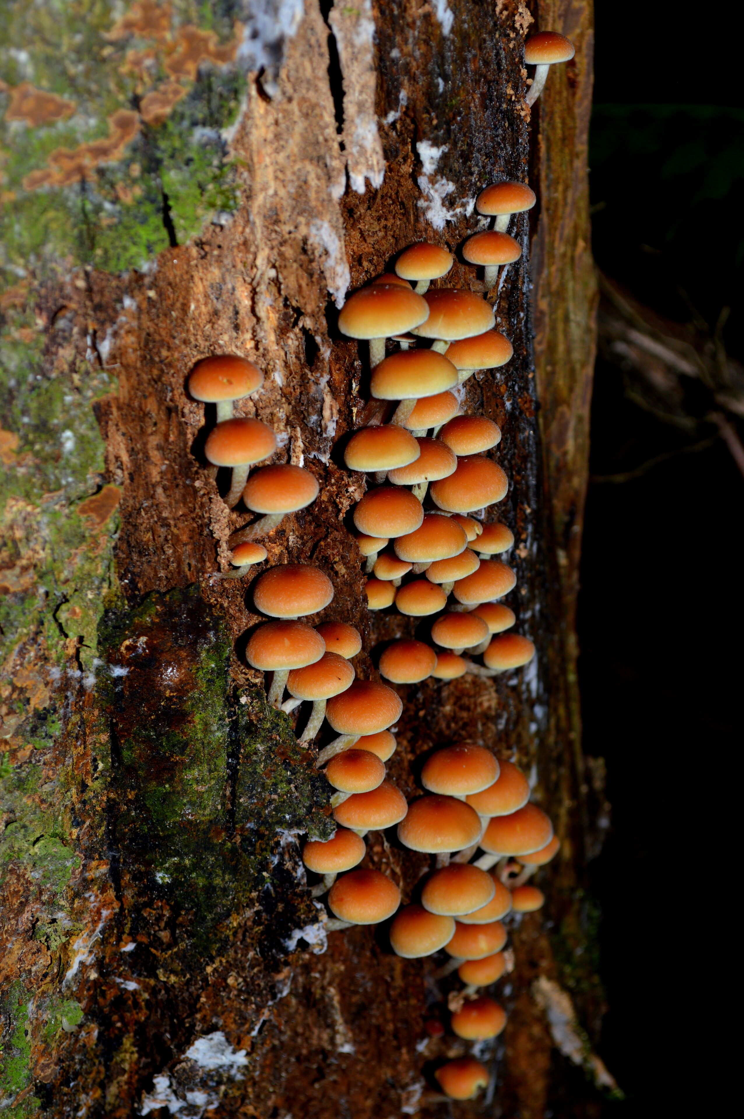 Set in amongst the local primary school a temperate Rainforest flourishes.  
The ever changing nature shows an array of beauty in different forms.  
Growing on the side of this exquisite tree are a collection of mushrooms in all different sizes and shapes.  