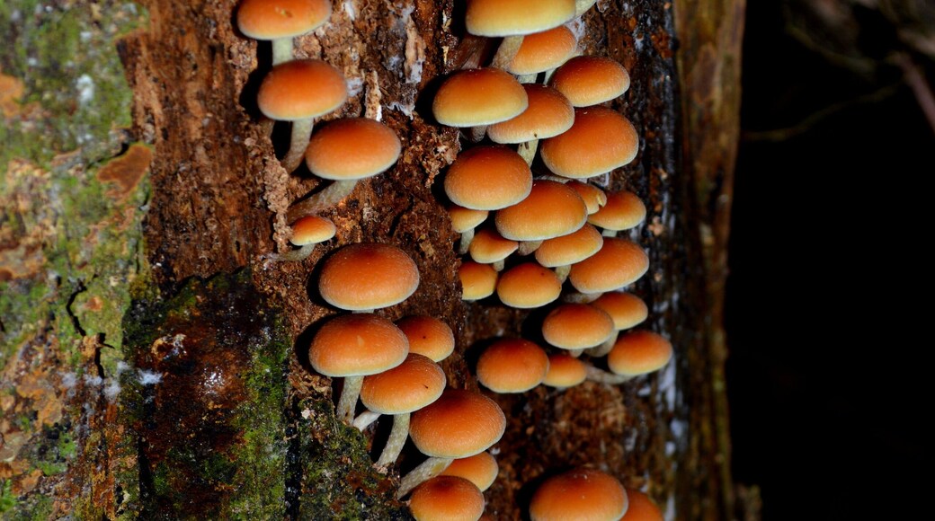 Set in amongst the local primary school a temperate Rainforest flourishes.
The ever changing nature shows an array of beauty in different forms.
Growing on the side of this exquisite tree are a collection of mushrooms in all different sizes and shapes.