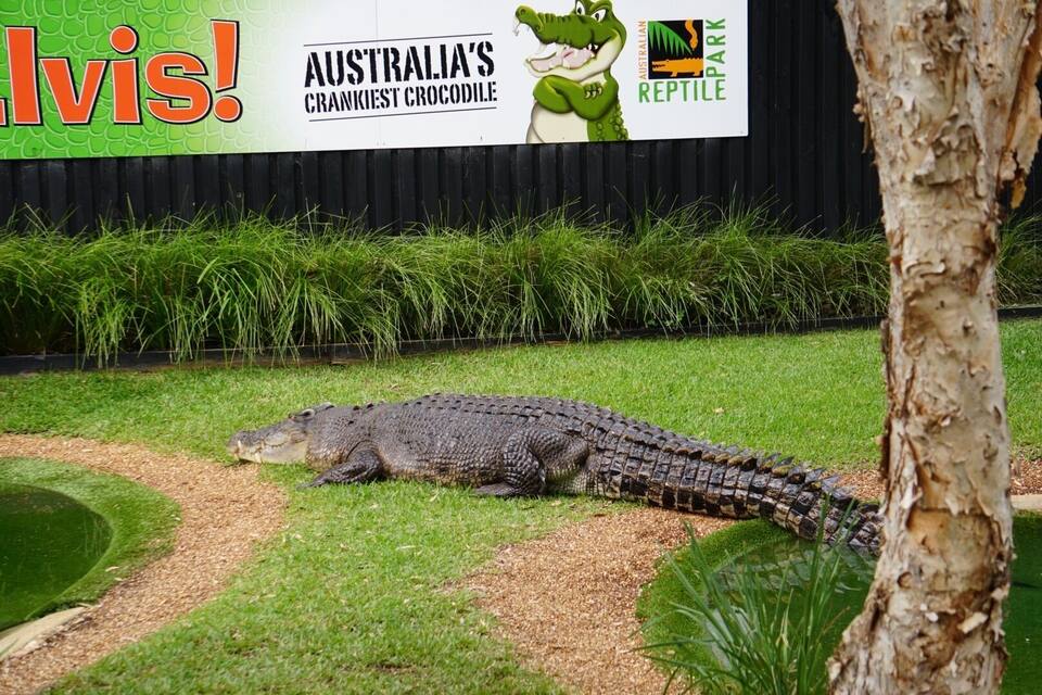 Un cocodrilo en un recinto cubierto de hierba, con un cartel de fondo que anuncia 'Caimán más gruñón de Australia' y 'Parque Reptiliano Australiano'.